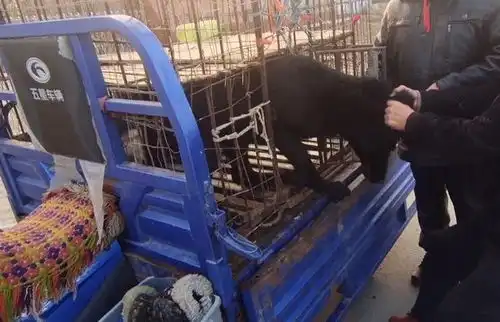 600块,温顺大黑狗在狗贩之间连续被卖3次,狗贩来上吊绳送给它
