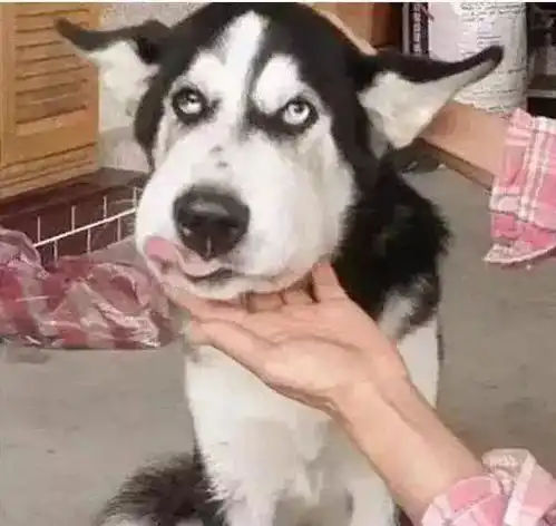 狗子被蜜蜂蛰成大肿脸的样子也太惨了吧,忍不住笑出声
