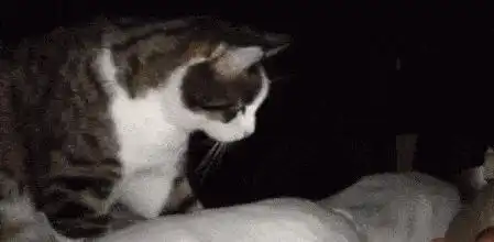 养猫前和养猫后的区别,过来人都懂的痛
