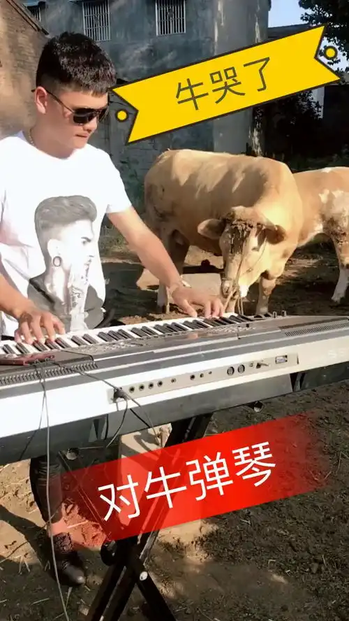 这个就真的对牛弹琴了
