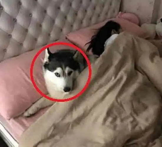 女儿睡懒觉,要二哈去叫起床,半小时过去没声响,推门一看懵了
