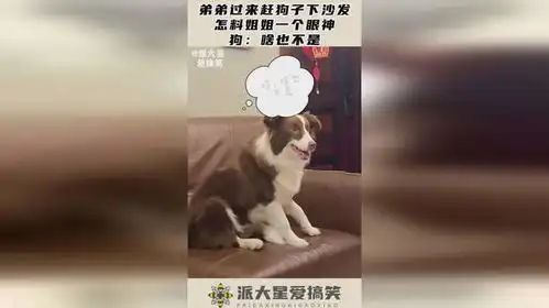 弟弟过来赶狗子下沙发,怎料姐姐一个眼神,狗啥也不是
