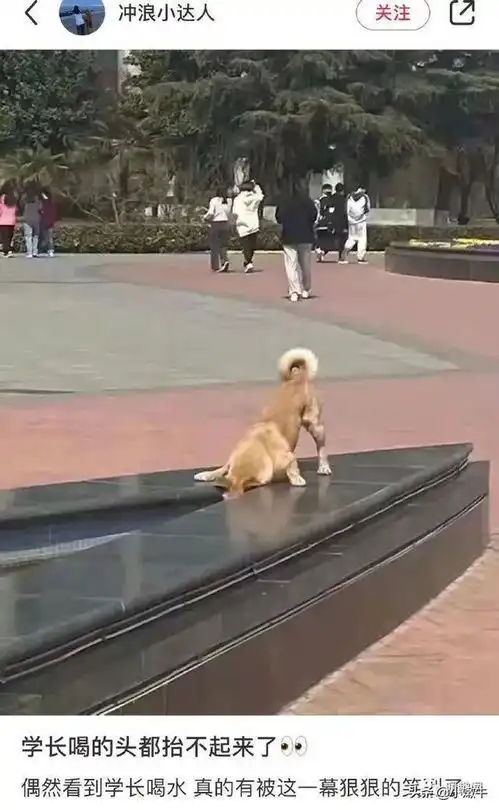 笑到肚子疼的沙雕搞笑幽默图片一五一
