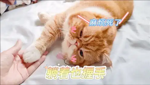 有这样的小猪咪,你会赖床到几点

