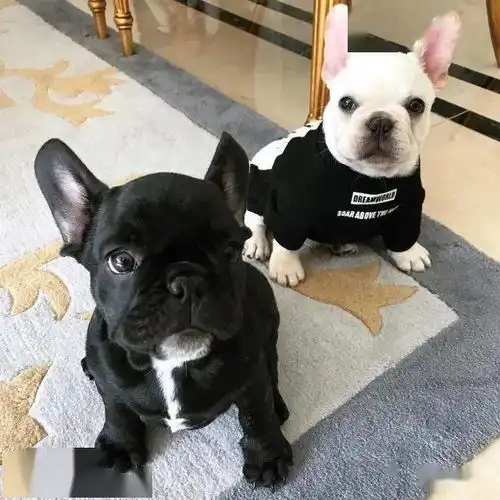 法斗犬对主人的爱有六级,你家到第几级了宠主全中
