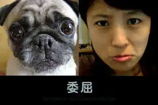 管理员模仿动物搞笑照片蹿红网络

