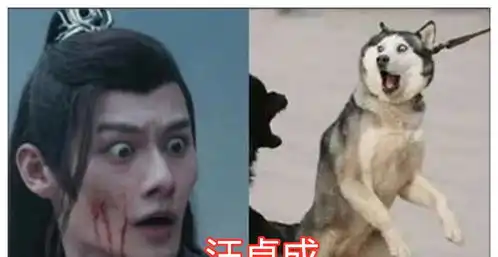 明星撞脸动物,李现还好,汪卓成神同步,看到最后的他俩躺赢表情
