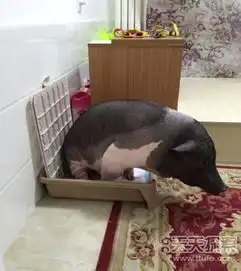 北京一女子每日和宠物猪同被窝睡觉
