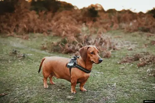 狗香肠狗腊肠犬字段领大括号动物摄影图片图片壁纸动物摄影图片图片壁纸
