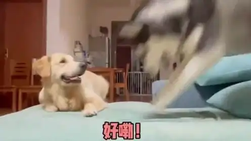 二哈教金毛拆家的搞笑操作
