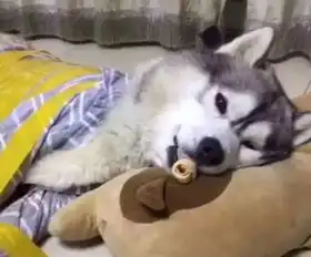 二哈究竟是个什么物种不仅把主人搞破产了,这次还直接把主人送进了急诊室
