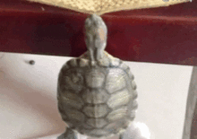练了一身马甲线可累死我了
