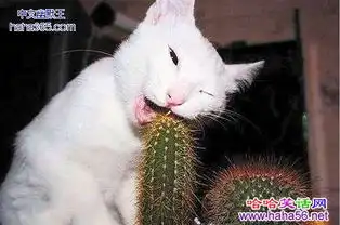 猫咪搞笑图片大全笑死人
