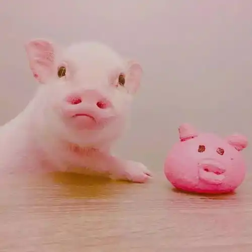 见过那么多猪,就你最可爱猪年必备头像,欢迎抱走
