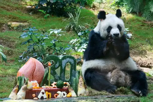 新一对大熊猫将赠香港大熊猫牵起川港情缘
