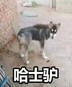 哈士星人图片集下载哈士星人来袭9张搞笑腾牛下载
