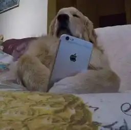 心情好吗10张纯真可爱的猫猫狗狗照片,保证治愈你劳累的身心
