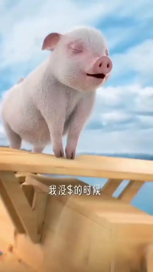 小猪猪搞笑视频
