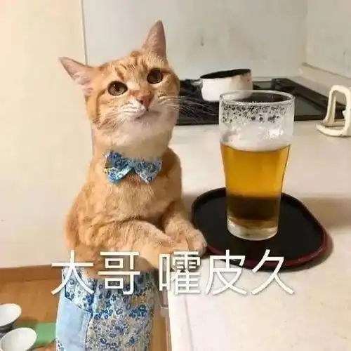 东北情报局丨这个夏天,让我们一起哈啤吧
