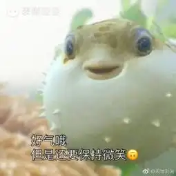 河豚生气表情包
