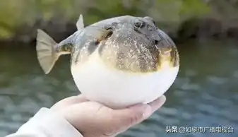 锁定明天江苏如皋陕西洋县,跨越一千五百公里的携手直播