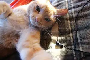 这些猫咪掌握了自拍的精髓,而结果好笑到令人敬佩
