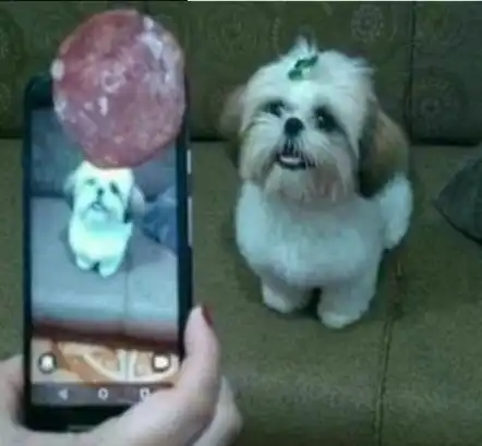 搞笑gif趣图当哈士奇遇到比特犬,二哈使出了绝招
