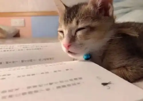 gif爆笑图这猫绝对是这片的猫王,看这大体格子和这嚣张的步伐
