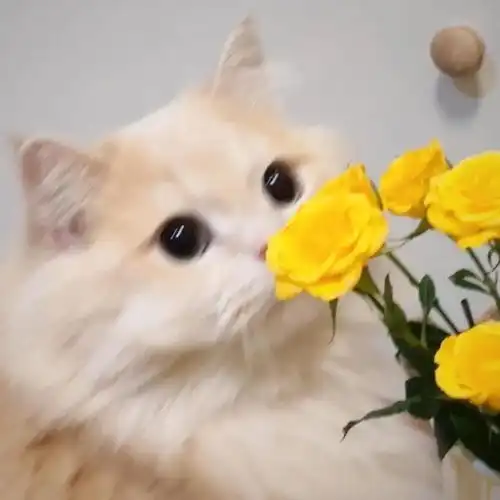 wechat搞怪猫咪头像

