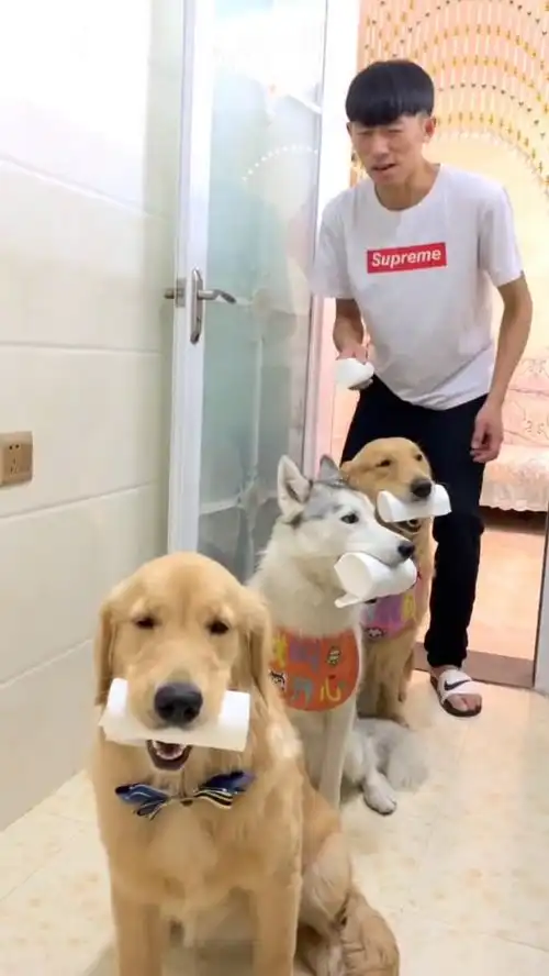 爆笑狗狗上厕所,一个挨着一个,主人的表情亮了

