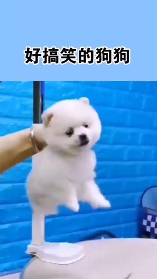 好搞笑的狗狗
