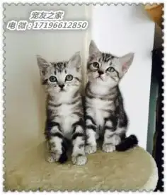 出售纯种的一窝美国短毛猫,自家养的,驱虫疫苗都打好