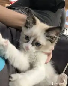 超凶布偶猫,为主人带来了幸福生活,照片全是搞笑表情包
