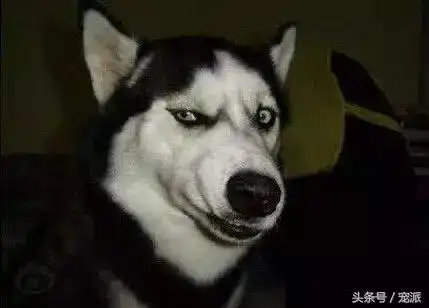 本以为它是哈士奇界的一股清流,算的上是正常狗了但是
