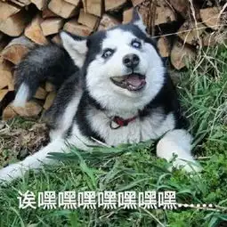 非常豹笑高清表情包下载非常豹笑了表情包下载无水印最新版西西软件下载
