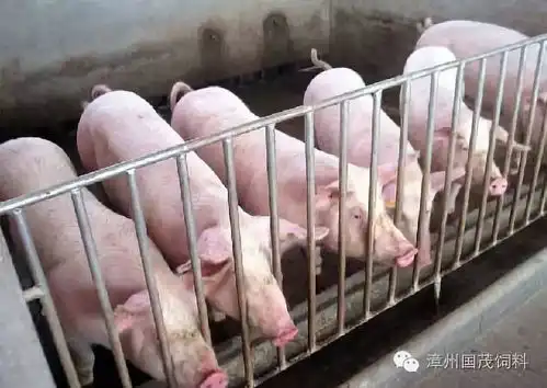 猪场育肥猪头号杀手夏季呼吸道疾病如何防治
