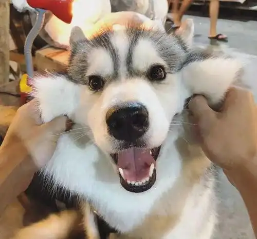 主人摧残哈士奇的脸,这只二哈这么可爱,你怎么忍心欺负它
