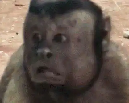词收藏夹
