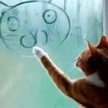 猫咪看天空配文字微信头像图片大全
