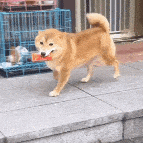 狗子表情柴犬表情包十八