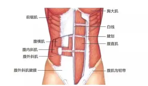 qa游泳比跑步更能造就好身材吗

