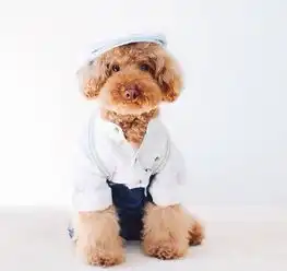 做狗呢,最重要的就是开心图片第23348张狗狗搞笑图片
