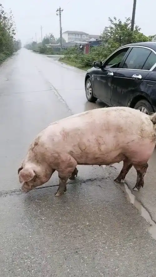 捡了一头猪车又装不了怎么搞在线等
