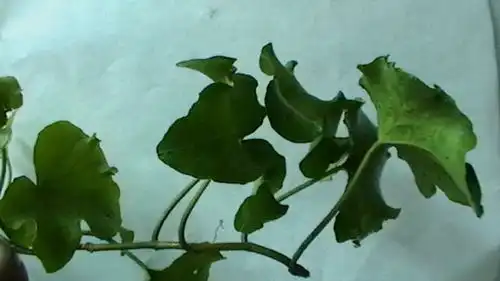 为什么说秋季泡脚可以排除一年的湿气,缓解病痛
