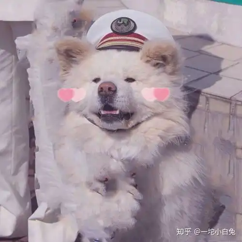 有哪些可爱的动物头像
