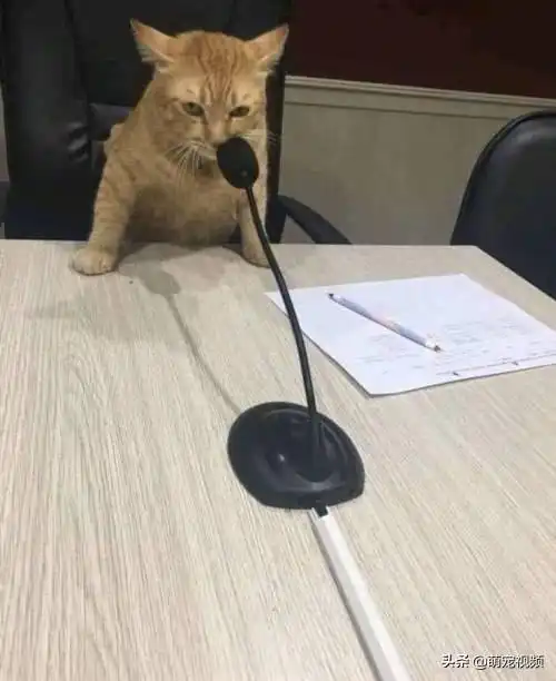 搞笑猫咪图片一箩筐,喵呜

