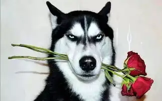 前方高萌韶关社区首届萌犬大赛来袭,赢万元大礼包有萌狗你就秀出来

