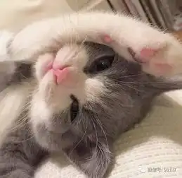 2017超可爱的猫咪头像
