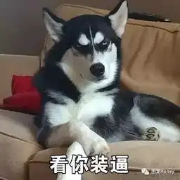 一大波汪星人来袭,请注意查收
