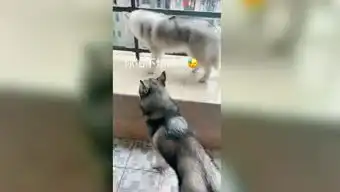 搞笑小毛驴的个人频道
